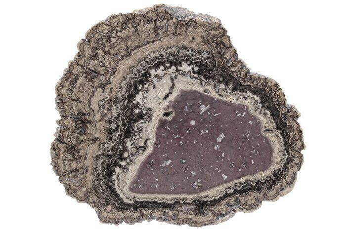 Polished, Cretaceous, Oncolite Stromatolite Fossil - Mexico #231381